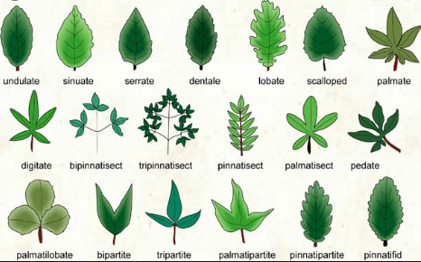 Different types of leaves