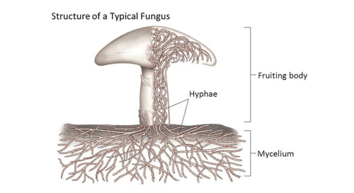 fungi structure