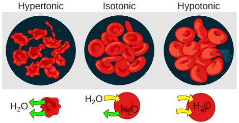 Osmosis 