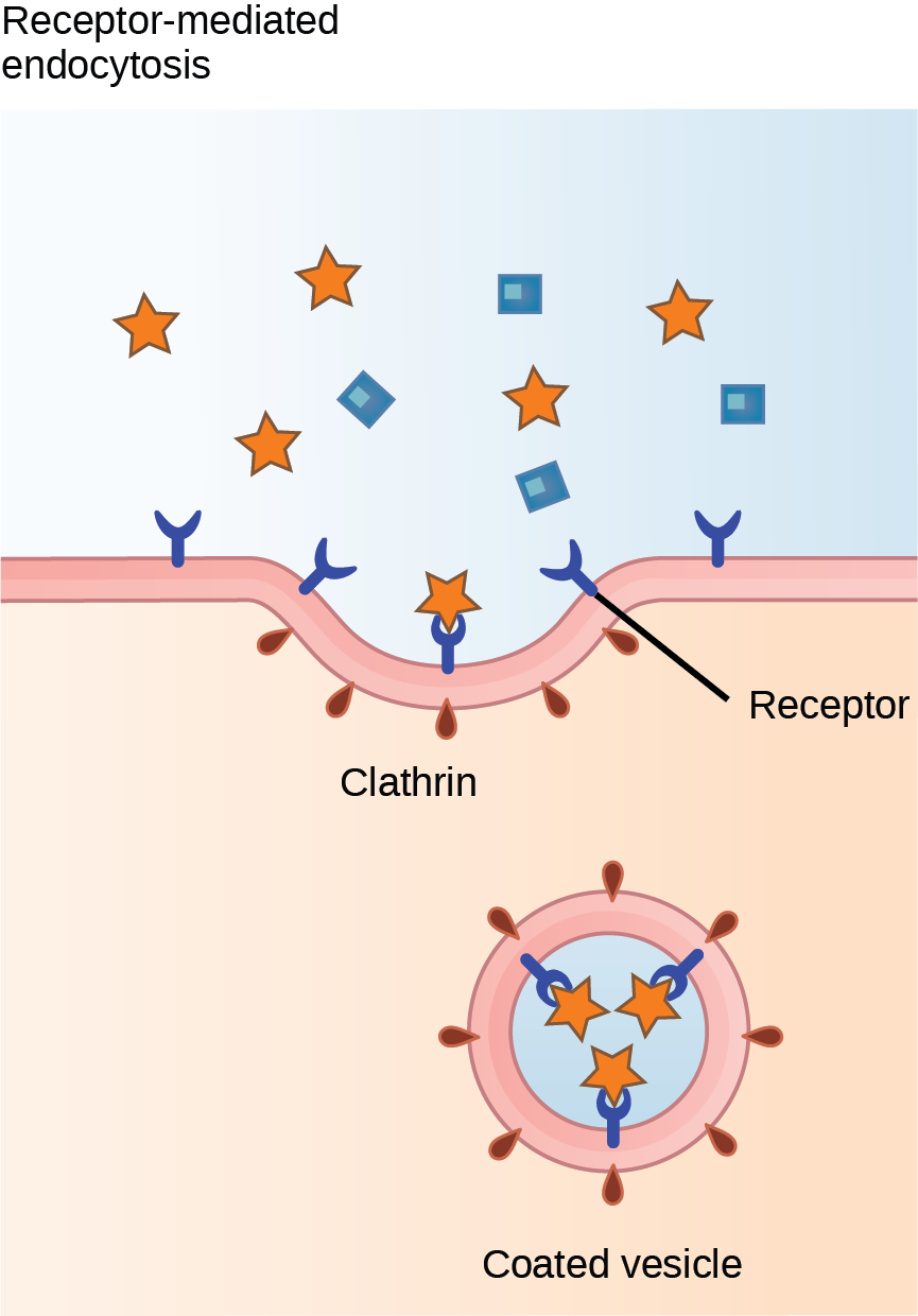 Receptor-mediated Endocytosis