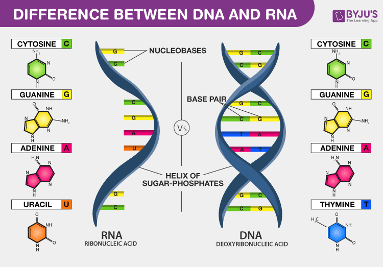 Difference-Between-DNA-and-RNA