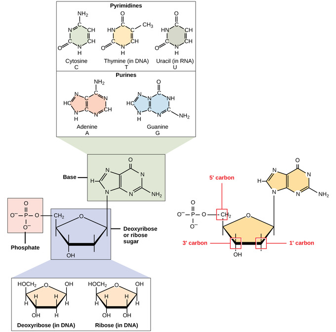 DNA and RNA