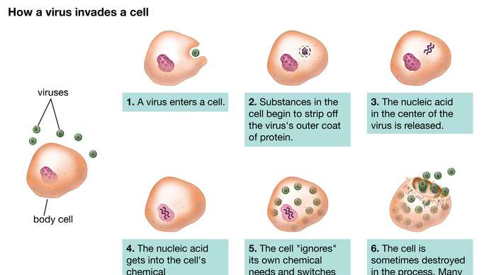 Virus Size Guide