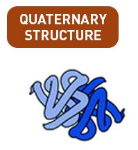 Quaternary-structure