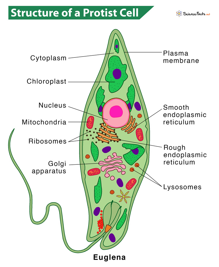 Structure-of-Protist-Cell