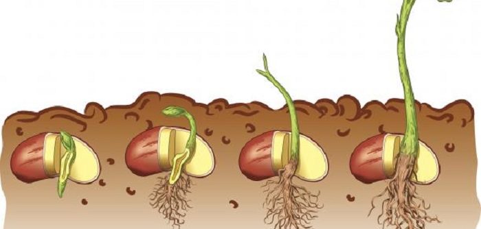 stages of plant growth diagram