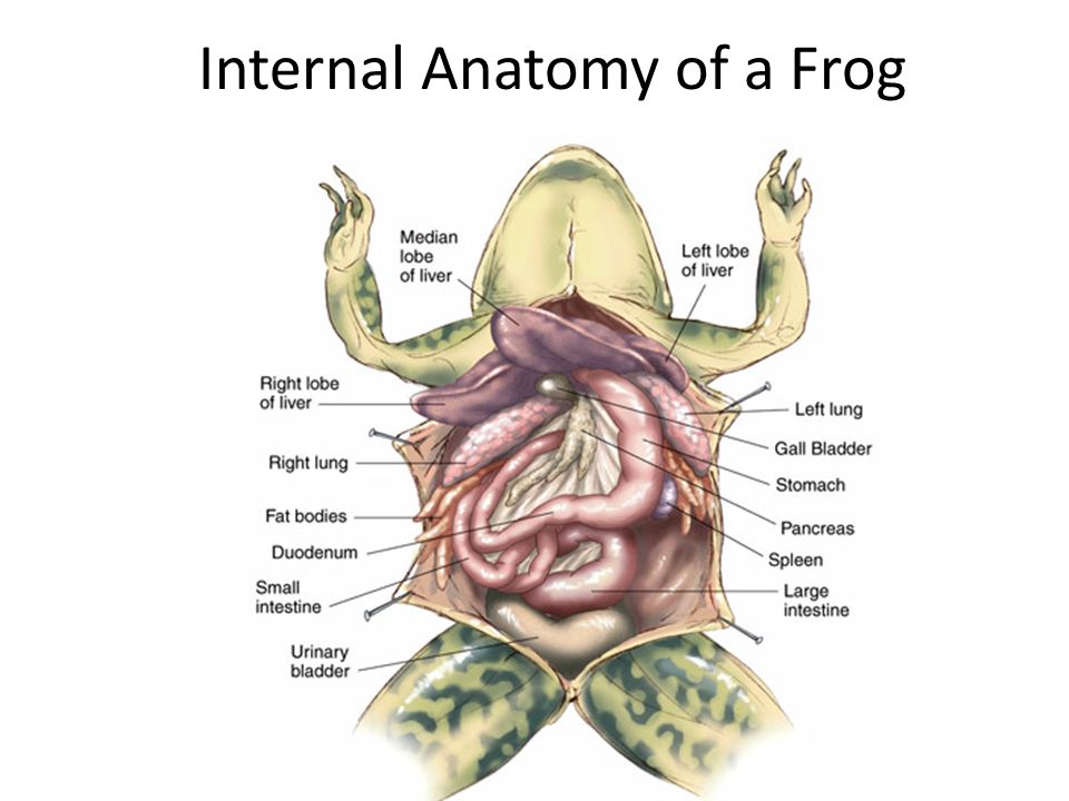 Structure of a Frog