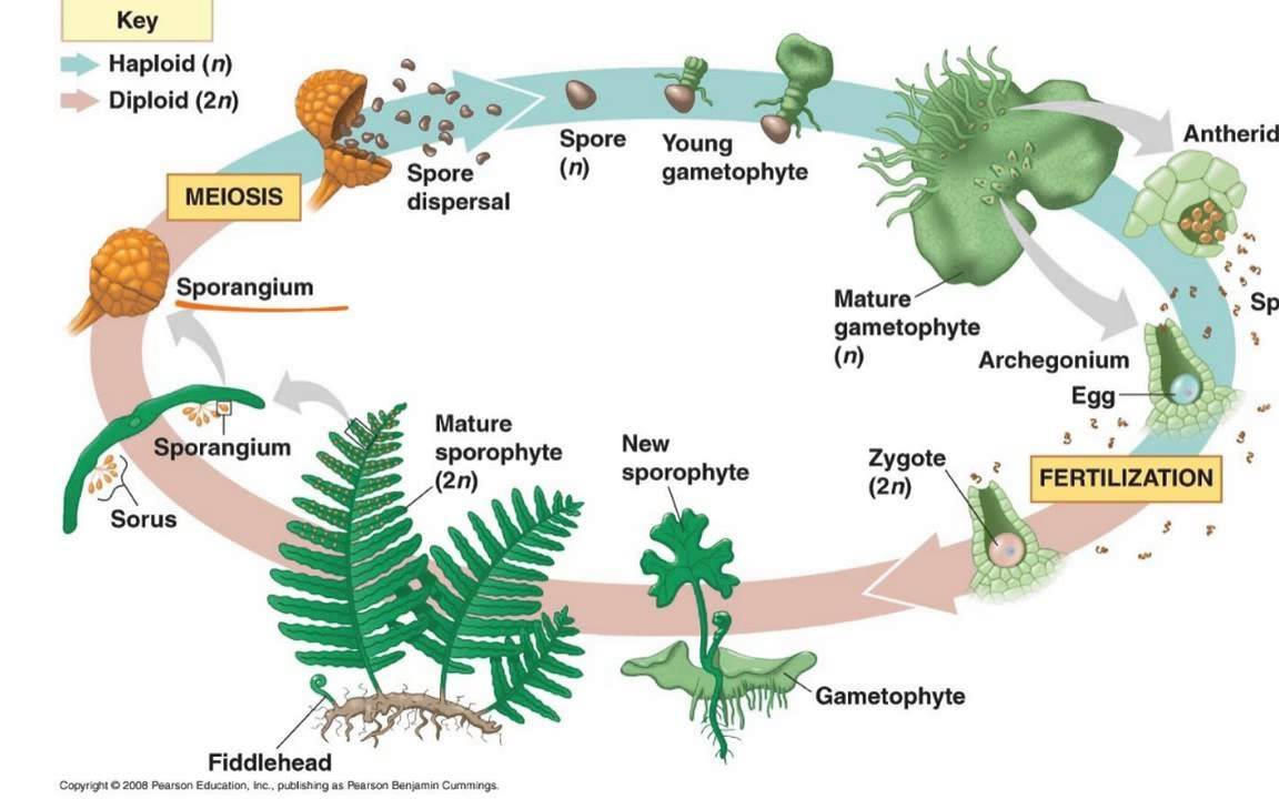 Characteristics of Plants and Animals