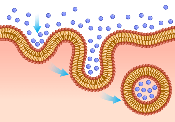 Endocytosis vs. Exocytosis