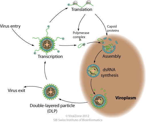 Double-stranded RNA virus replication