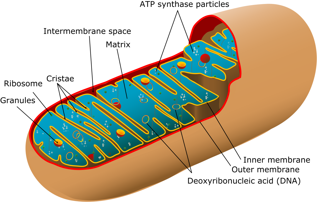 mitochondria