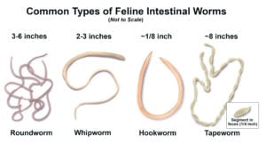 Intestinal worms