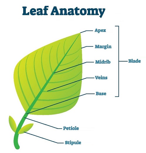 2018 Leaf Parts And Vocabulary | PPT