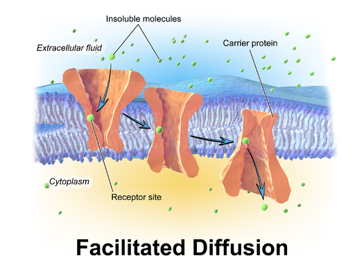 Facilitated diffusion