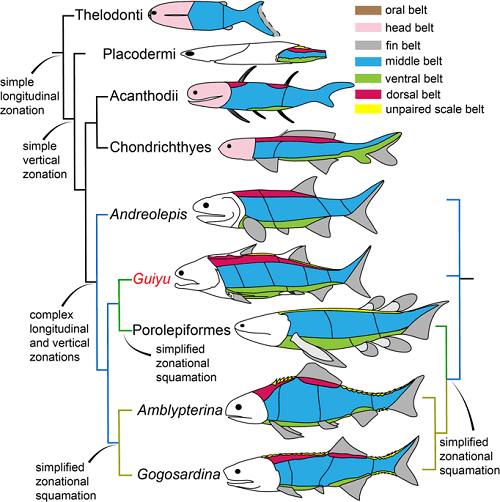 evolution of fish