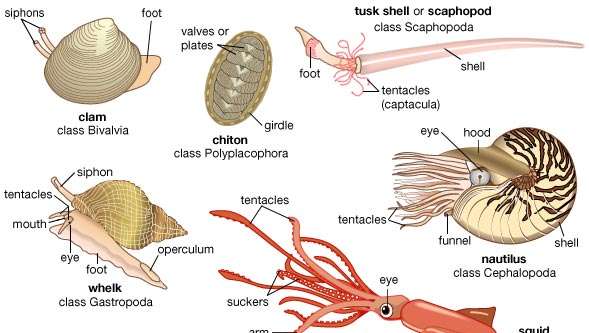 Mollusca Classes