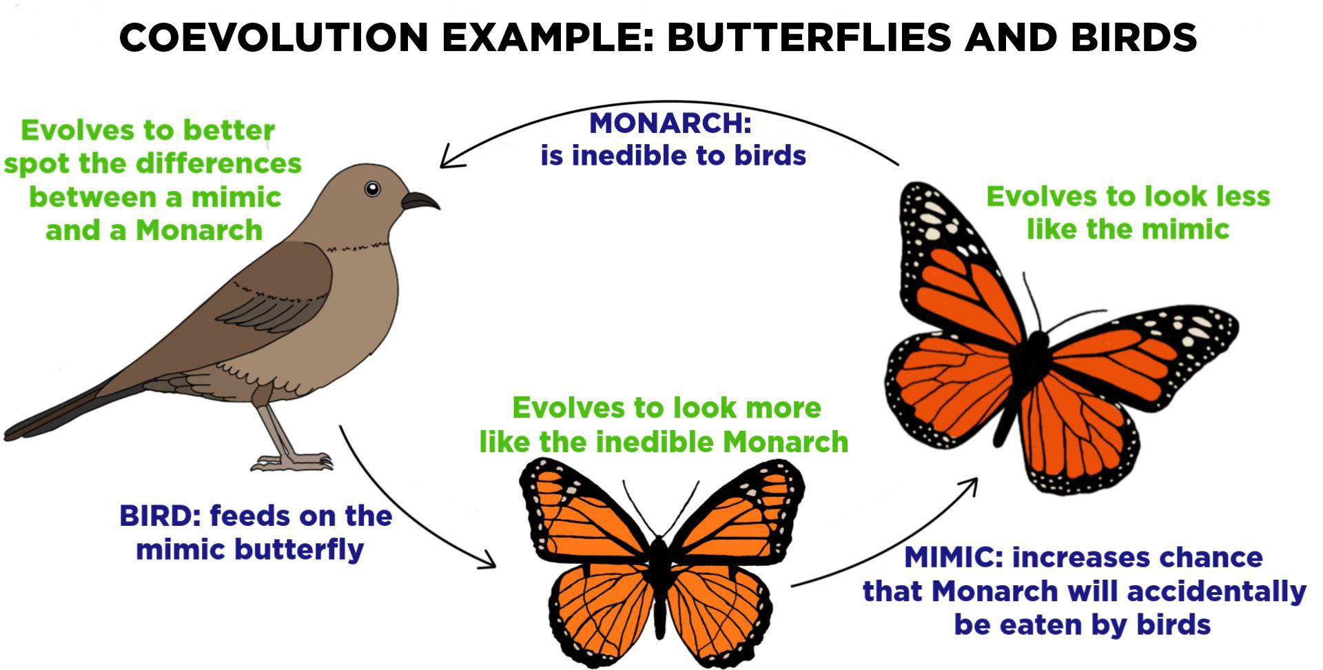 Coevolution, Macroevolution, and Animal Evolution Study Guide ...