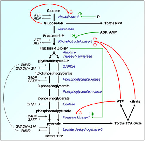 Allosteric-regulations-of-glycolysis