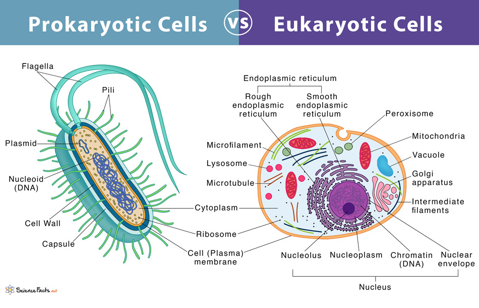 prokaryotic vs eukaryotic cell