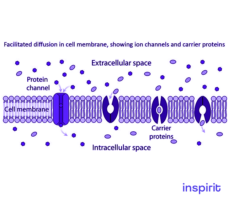 simple diffusion vs facilitated diffusion