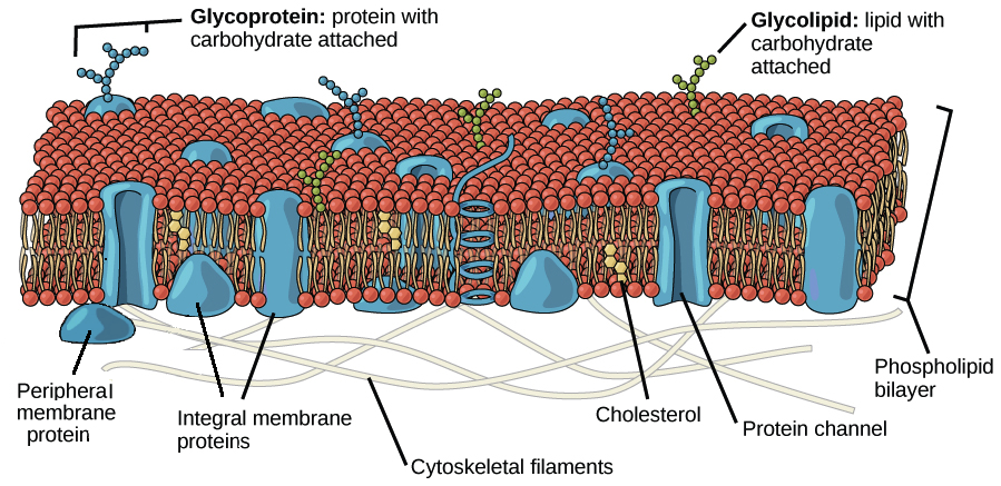 Plasma membrane