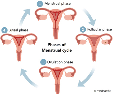 menstrual-phases