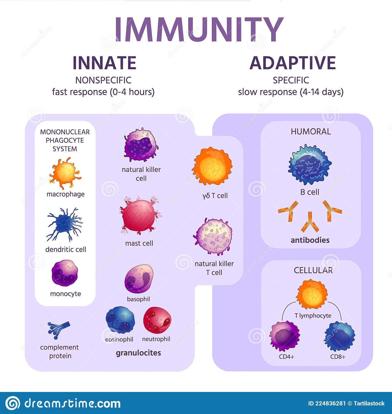 Innate Immune System