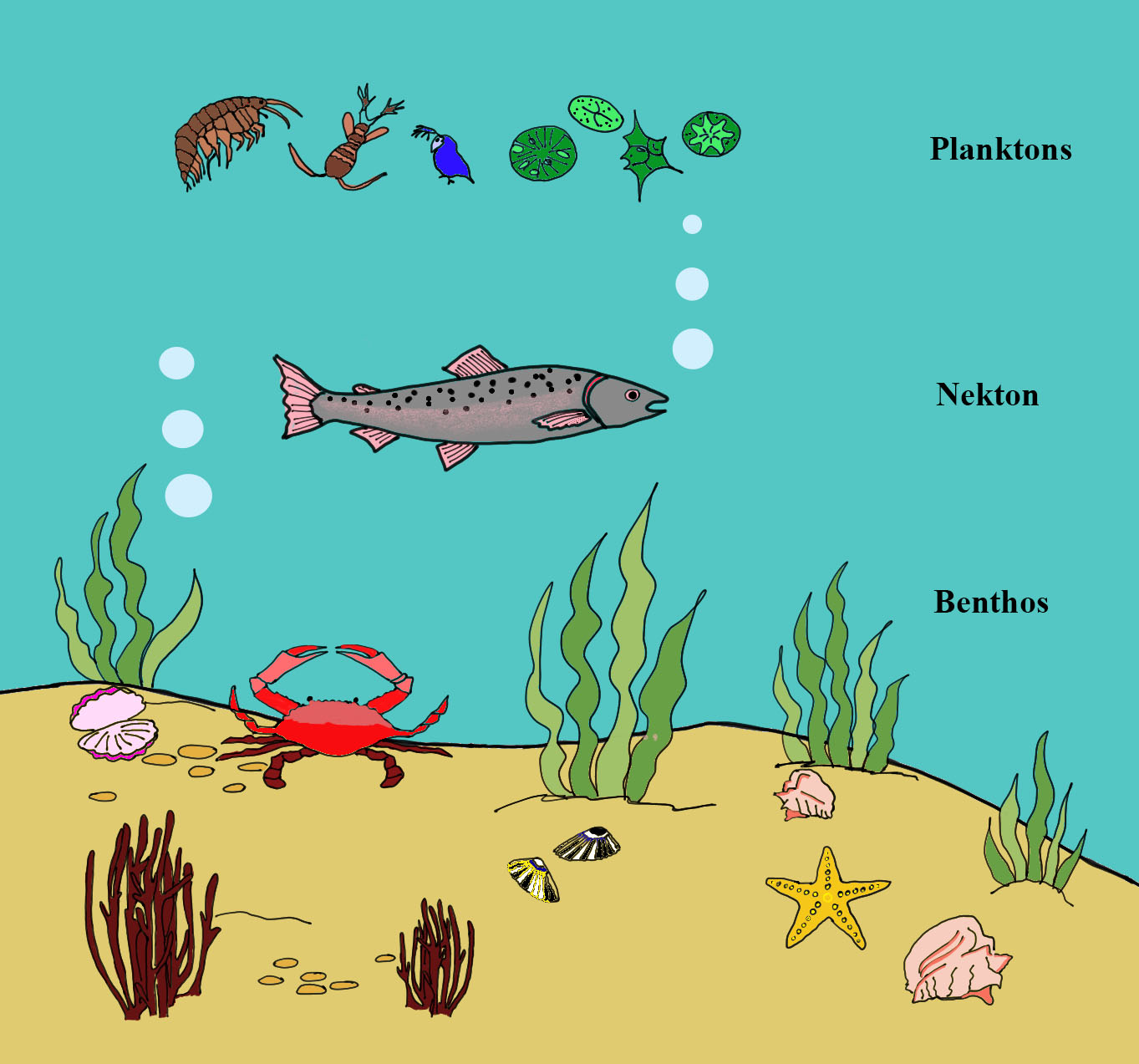Main groups of aquatic organisms