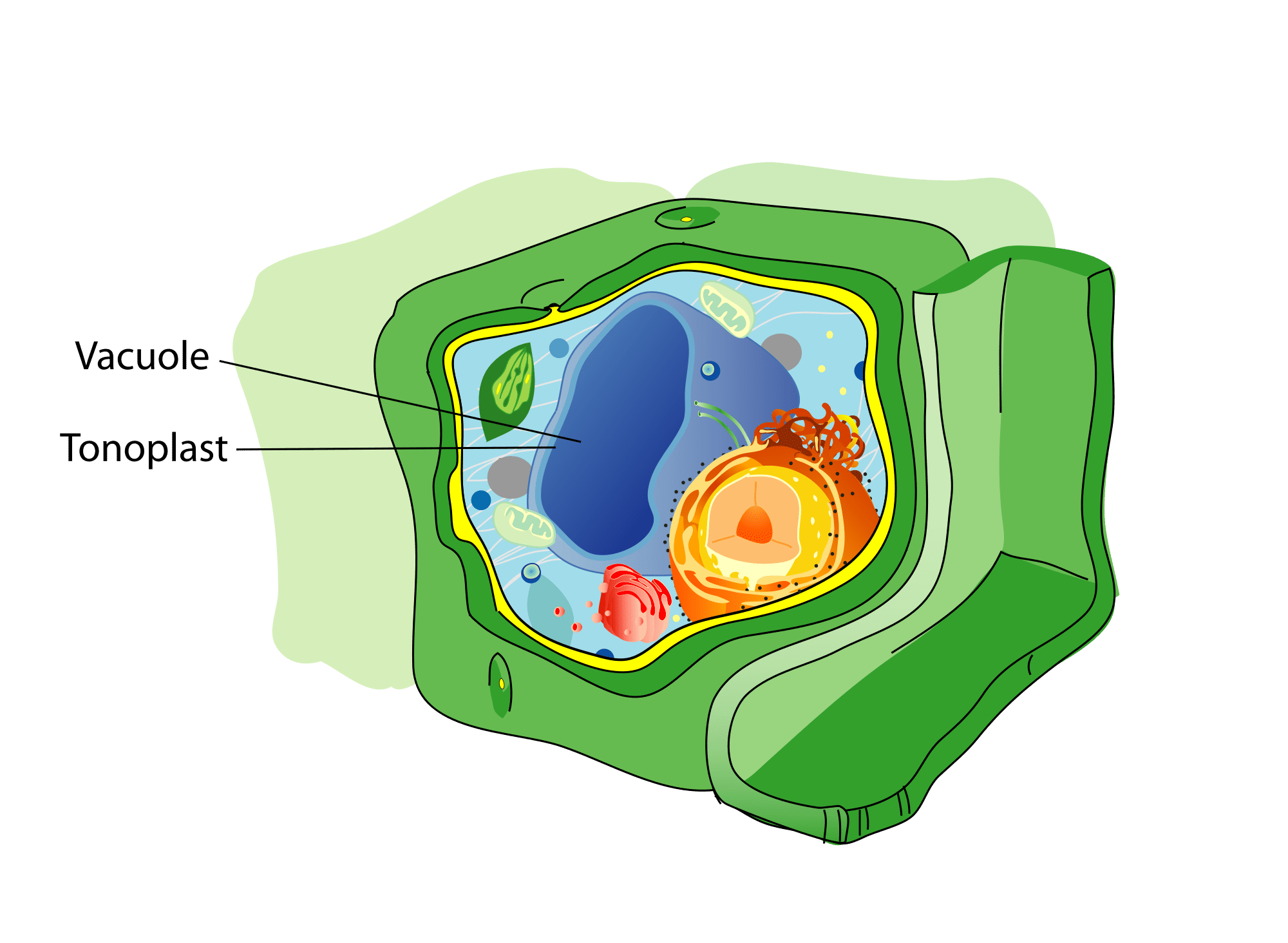 central vacuole