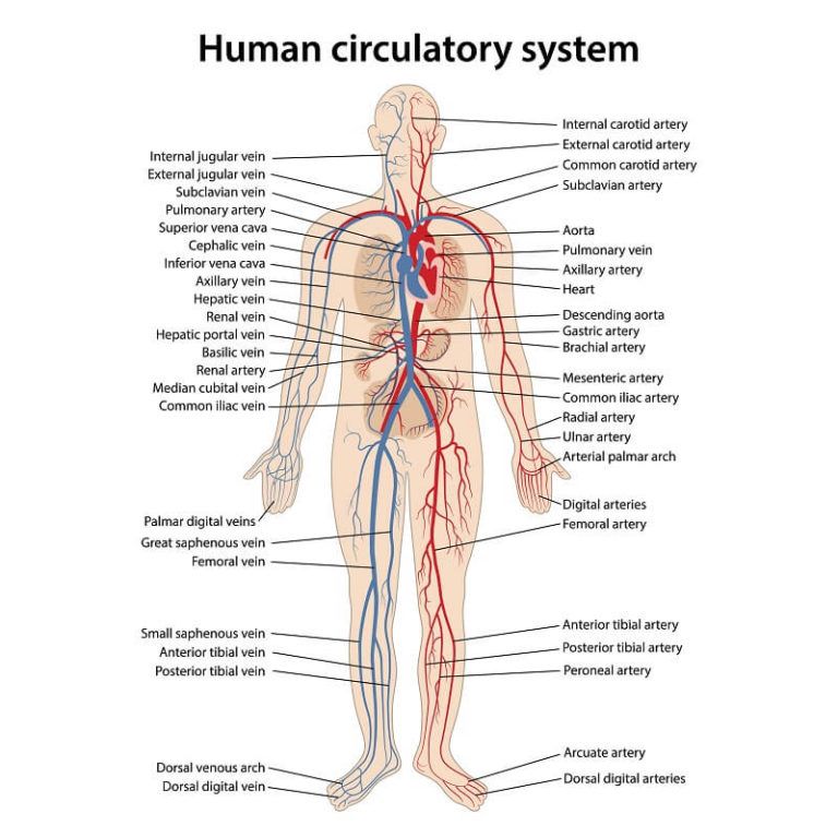 The-Circulatory-System-of-a-Human