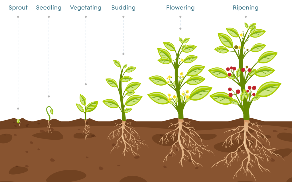 plant growth