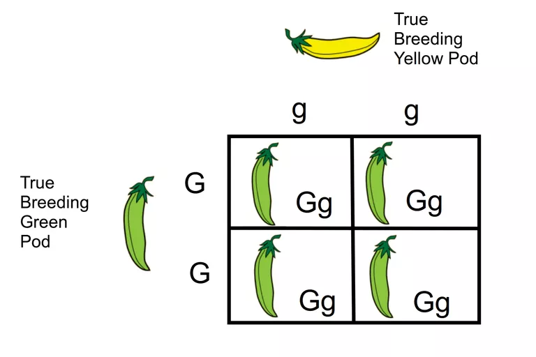 Monohybrid cross