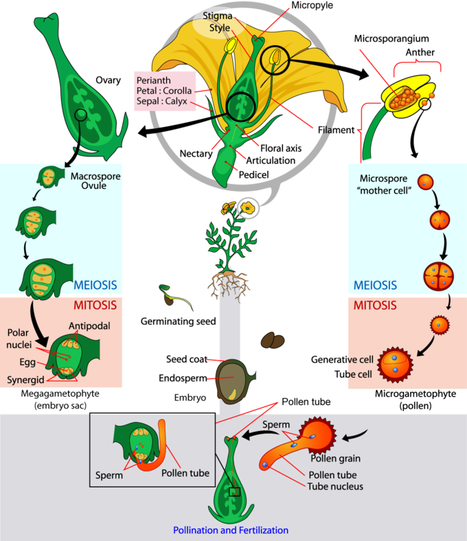 The life cycle of a typical angiosperm