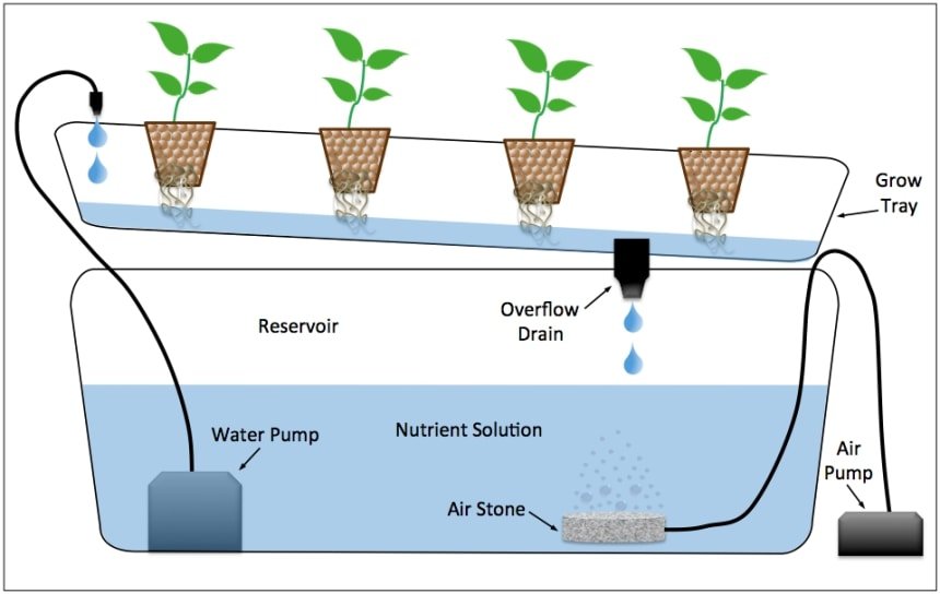 hydroponics