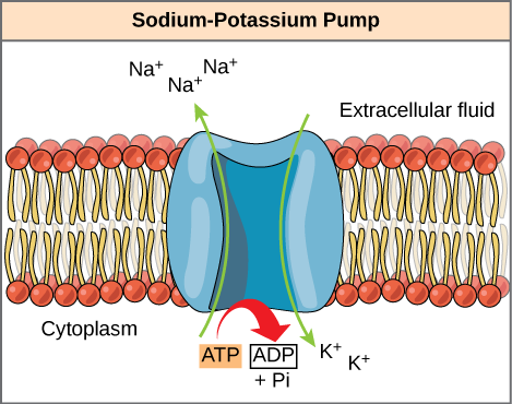 Sodium-Potassium Pump