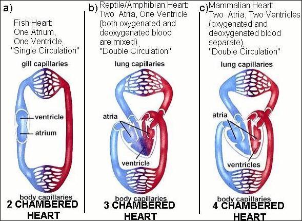 Heart Chambers