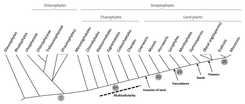 Cladogram of plant evolution