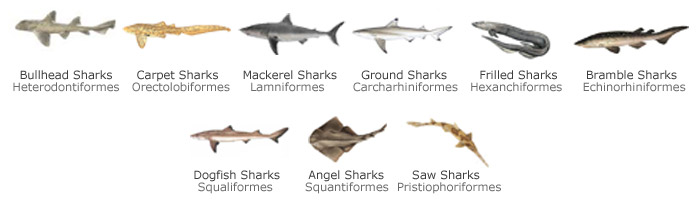 shark-class