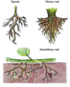 Adventitious root systems