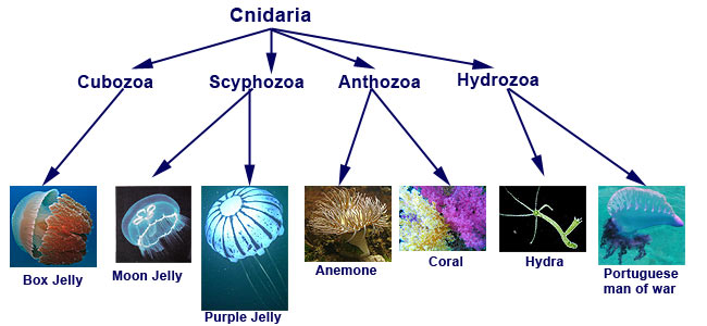 Cnidaria types