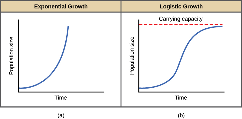 Growth models