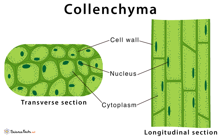 Plant tissues. Collenchyma. Collenchyma Cells. Колленхима растений. Collenchyma and Sclerenchyma.