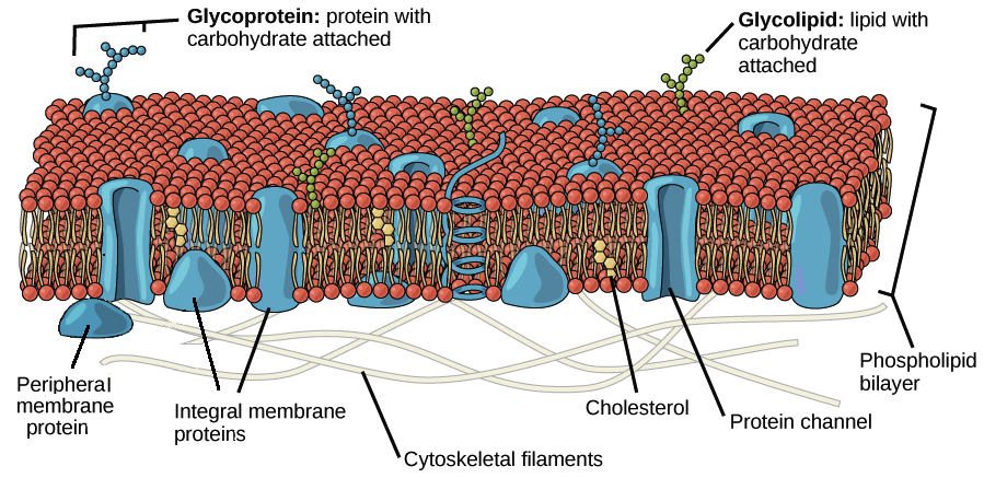 Phospholipid Bilayer