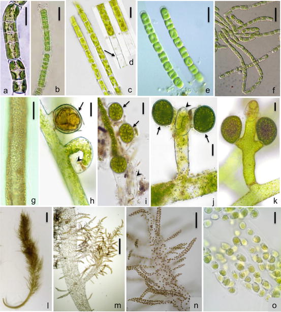 Algae (heterokontophyta)