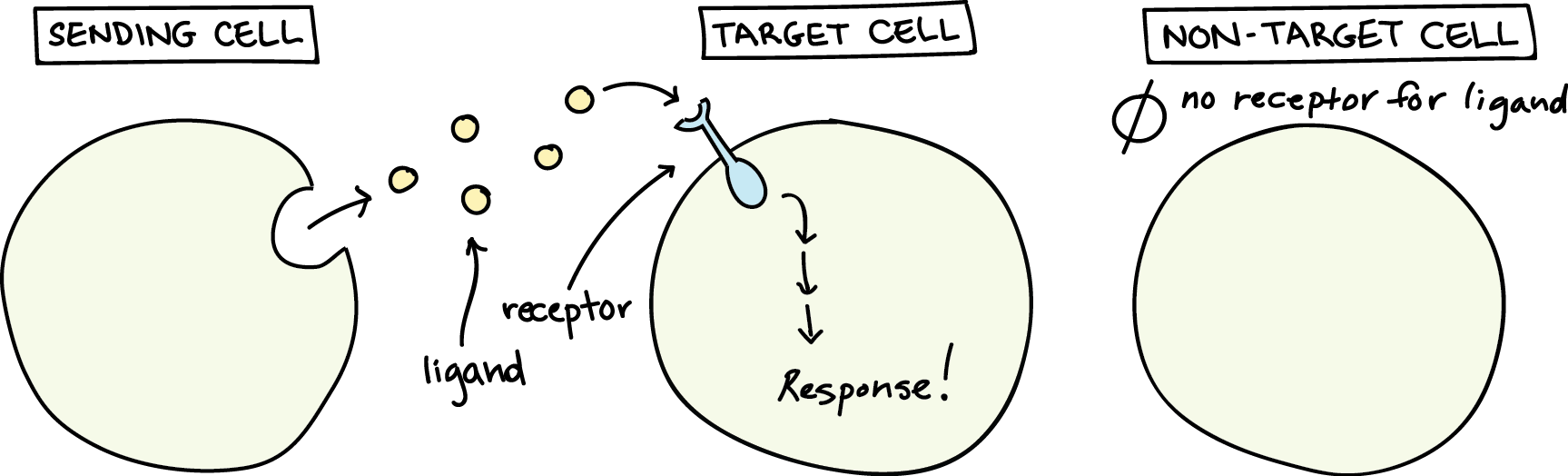 Simplified description of cell signaling