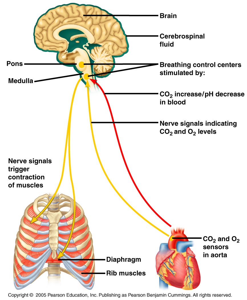 breathing regulation autonomic nervous system