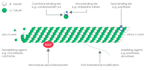 Microtubule