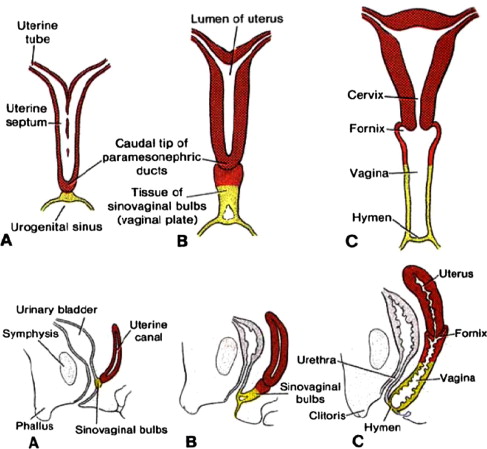 Development of a female reproductive system Study Guide