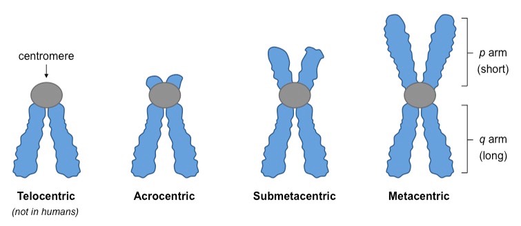 Types of chromosomes