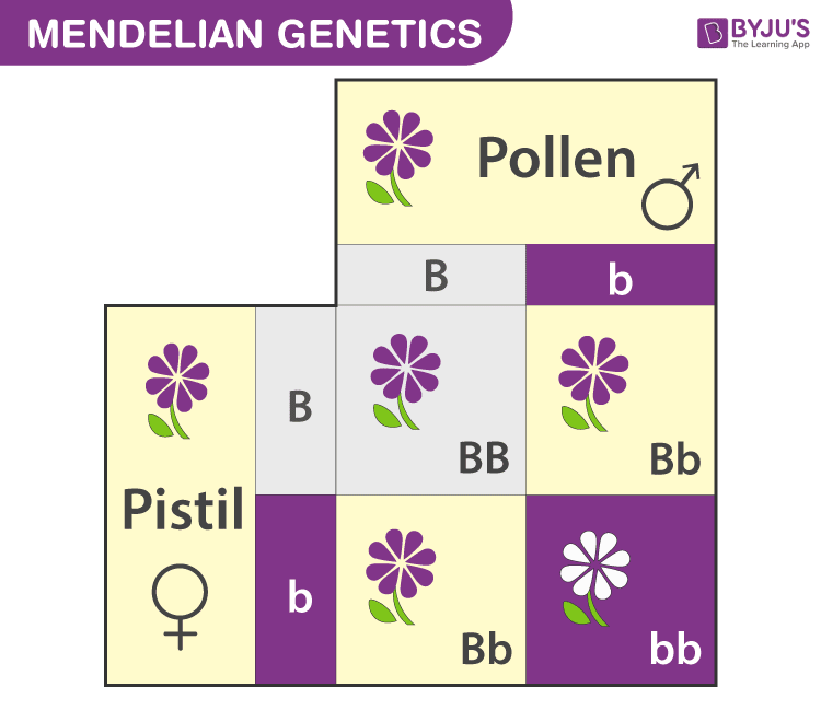 mendilian genetics punnet square